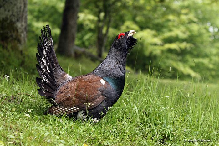 Urogallo