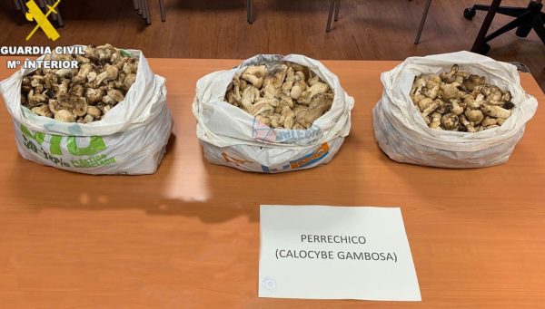 Setas decomisadas por la Guardia Civil de Villablino