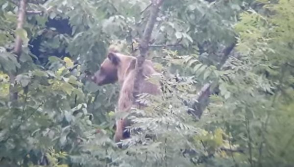 Imagen donde se ve al oso que estaba 'zampando' las cerezas. / Facebook