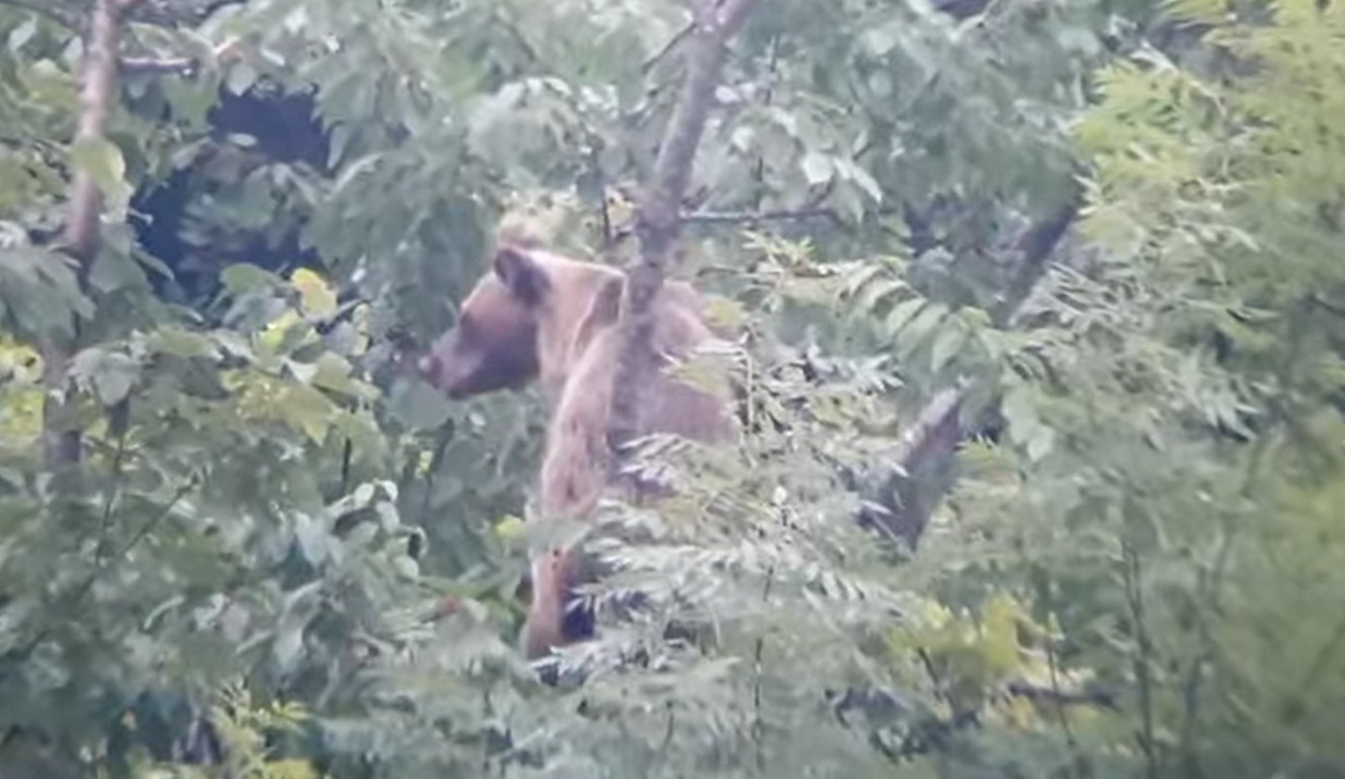 Imagen donde se ve al oso que estaba 'zampando' las cerezas. / Facebook